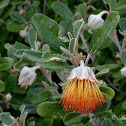 Wild Rose or Tamala Rose
