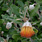 Wild Rose or Tamala Rose