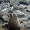 Kekeno (NZ fur seal)