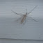 Mosquito