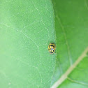 Fourteen-Spotted Ladybeetle