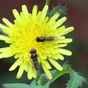 Hoverflies