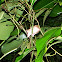 Opossum