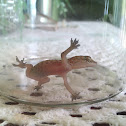 House gecko