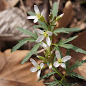 Cutleaf toothwort or Pepper root