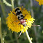 Escarabajo longicorne