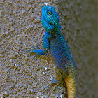 Blue-headed Tree Agama