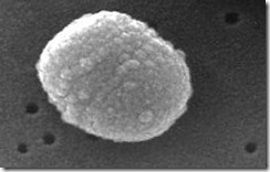 Streptococcus_pneumoniae