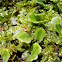 Snake/Scented Liverwort
