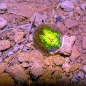 tortoise beetle