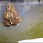 American Toad