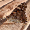 Mariposa Vanesa de los cardos, Painted lady butterfly