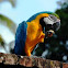 Ara Parrot