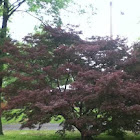 Japanese Maple