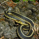 Eastern Garter Snake