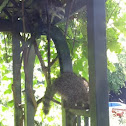 Raccoon