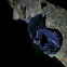 Black Witches' Butter