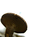 Winter Polypore