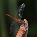 Ruddy Darter