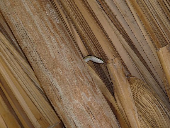 Spotting Image 1