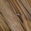 Green-headed Tree snake