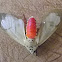 Amerila Tiger Moth
