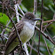 Swainson's Flycatcher
