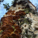 Mushroom