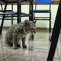 Ocelot