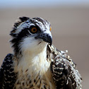 Osprey