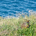 Wallaby