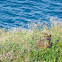 Wallaby