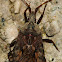 Flat or Bark Bug