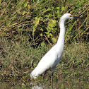 Snowy Egret