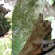 Praying Mantis Nymph