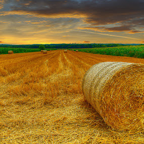 The field at dawn by Boris Frković - Landscapes Prairies, Meadows & Fields ( ravindu shanilka )