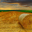 The field at dawn by Boris Frković - Landscapes Prairies, Meadows & Fields ( ravindu shanilka )
