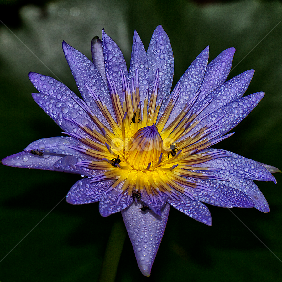 The Nectar by Charliemagne Unggay - Nature Up Close Flowers ( water drops, bees, lily, nature, flower )