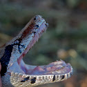 Boa constrictor, Bécquer