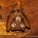 Peter's Dwarf Epauletted Fruit Bat
