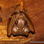 Peter's Dwarf Epauletted Fruit Bat