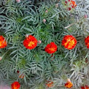 Merigold ( Gendaa : गेंदा )
