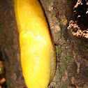 Banana Slug