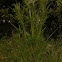 Thistle