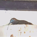 Zebra Dove