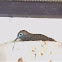 Zebra Dove
