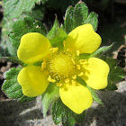 Mock Strawberry