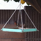 Male and Female House Finch