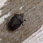 Conchuela Bug