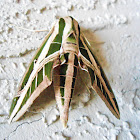 Banded Sphynx moth